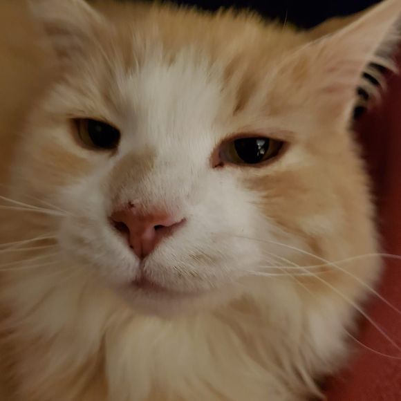 Meet your Posher, Sandy - Picture 1 of 1